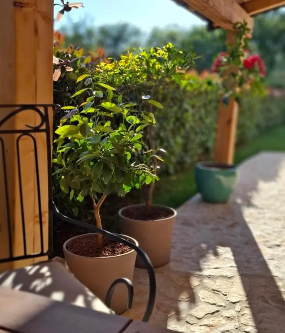 Apartment Damiani Umag